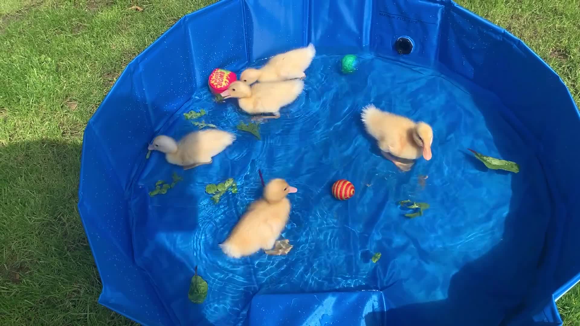 Ducks poultry for sale: 5 unsexed ducklings for sale.  - Video 1