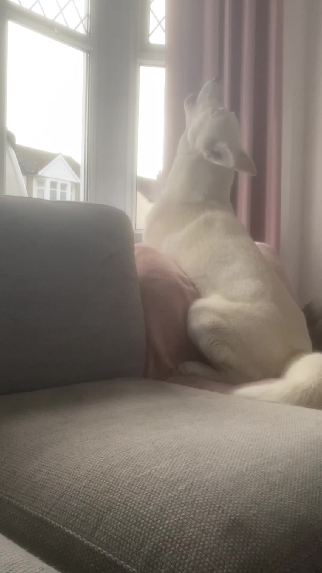 Siberian Husky dogs for stud: White husky stud - Video 1