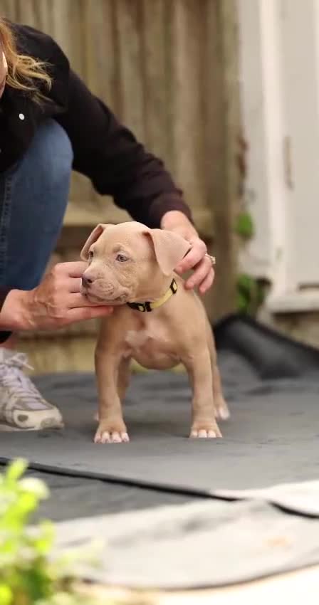 American Bully dogs for sale: American Bully Puppies - Video 3