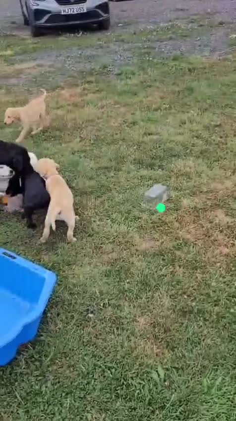 Labrador Retriever dogs for sale: KC Labrador puppies #READY TO LEAVE# - Video 5