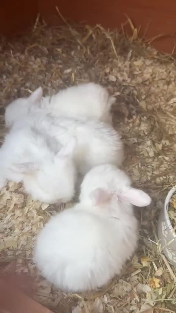 Mini Lop rabbits for sale: Blue eyed White mini lops.  - Video 1
