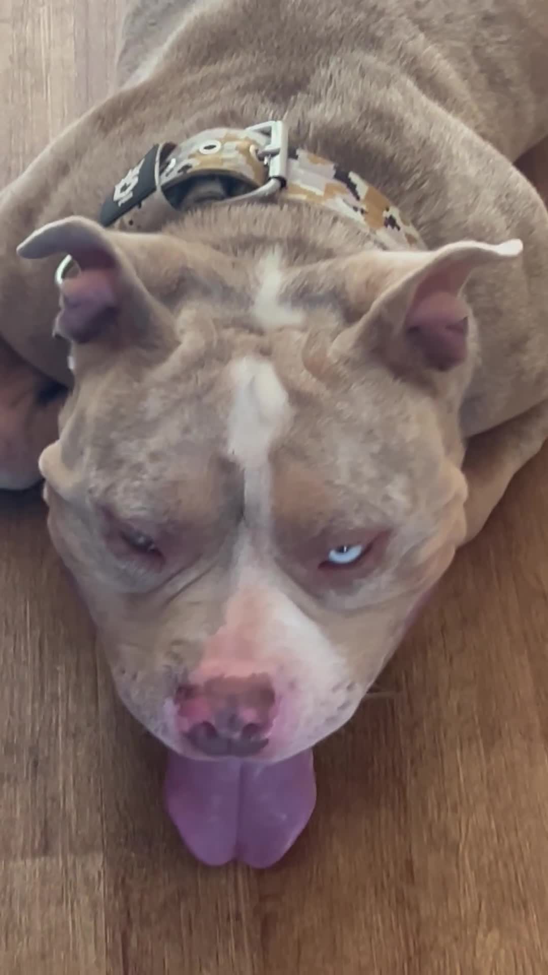 American Bully dogs for stud: Proper stud  - Video 1