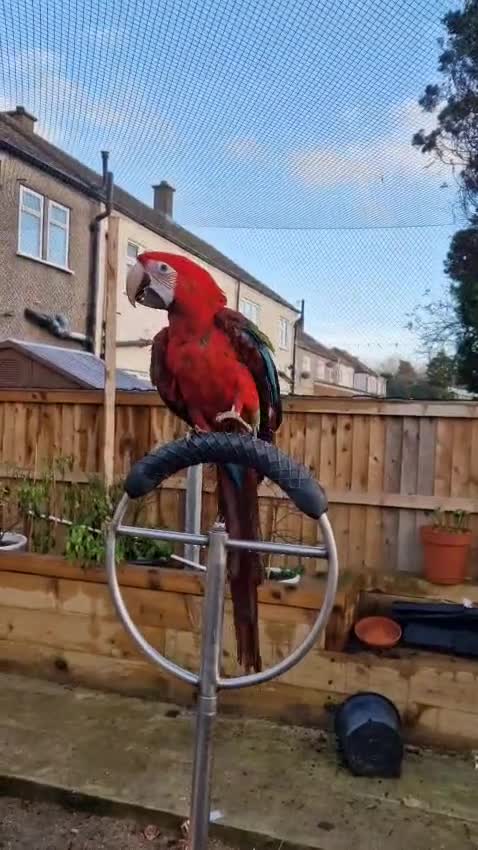 Parrots birds for sale: Super Tame Red-and-green macaw very friendly  - Video 2