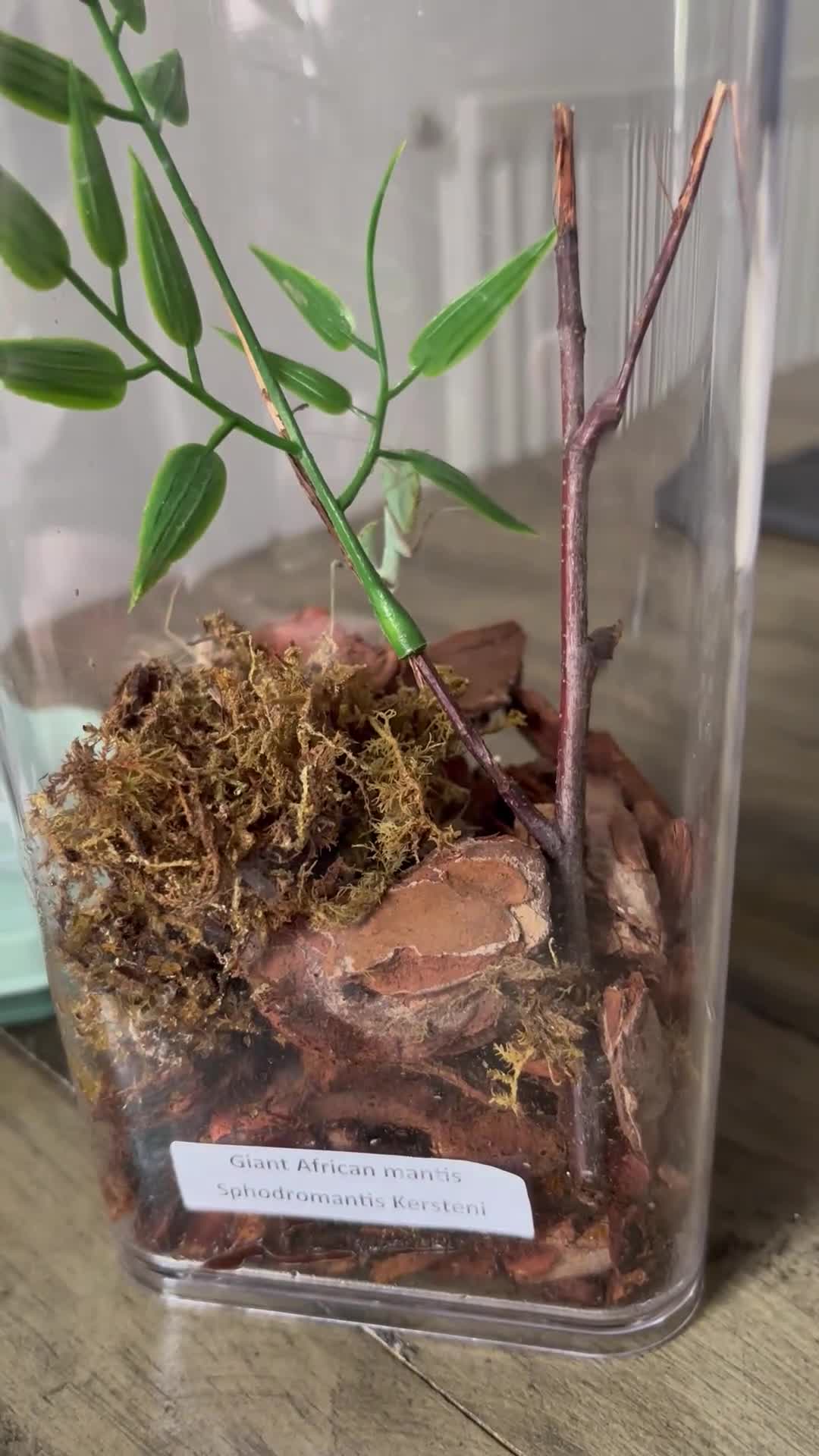 Praying Mantis invertebrates for sale: Praying Mantis - 5 different breeds in Stafford - Video 5