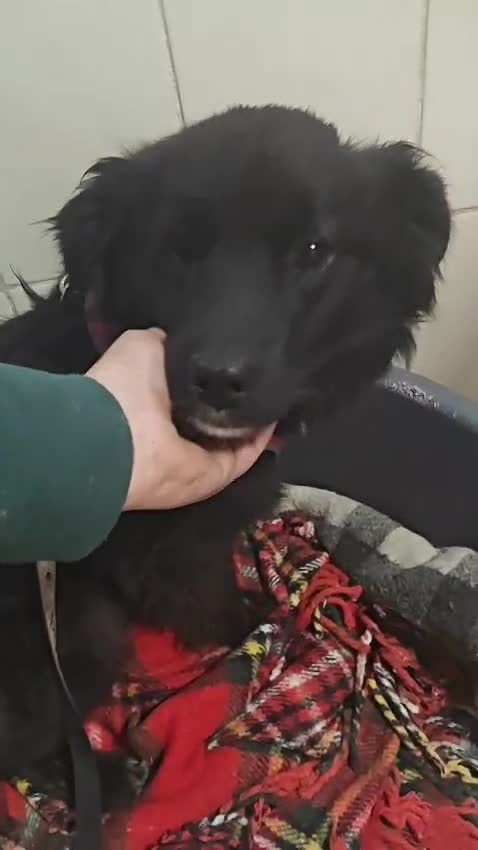 Mixed Breed dogs for adoption: ❤️🐶 YUKI & FIFI – TWO HEARTS, ONE LITTLE TEAM in Burton-on-Trent - Video 2