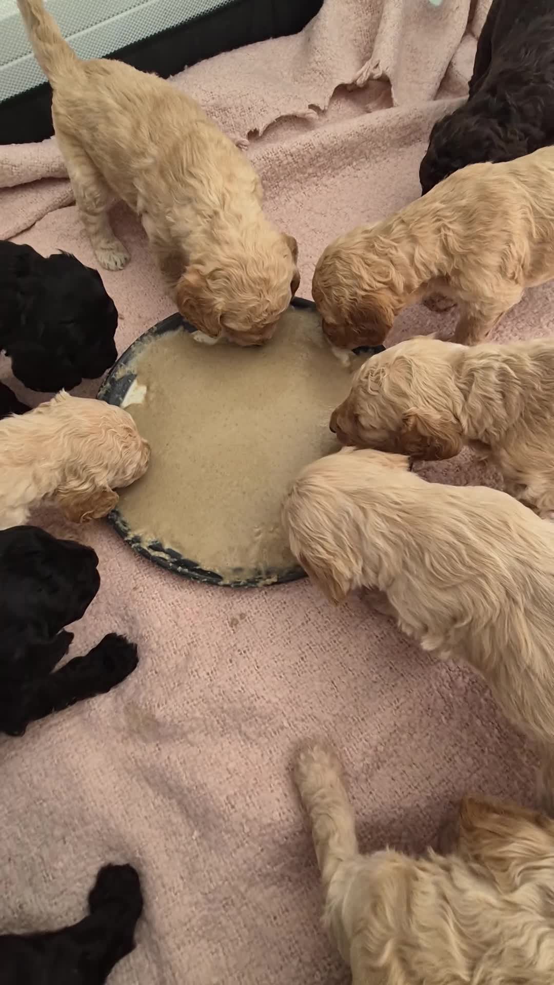 Cockapoo dogs for sale: F2 Cockapoo puppies in Bridgend - Video 1