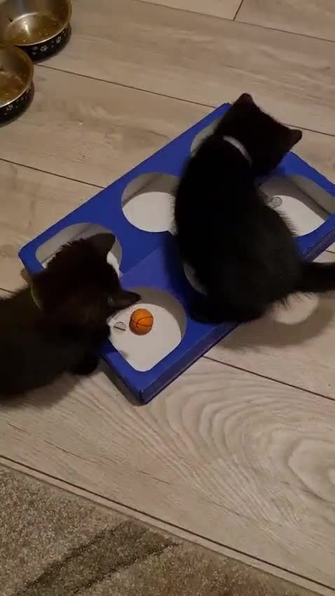 Mixed Breed cats for sale: 6 lovely devils are urgently looking for a human - Video 1