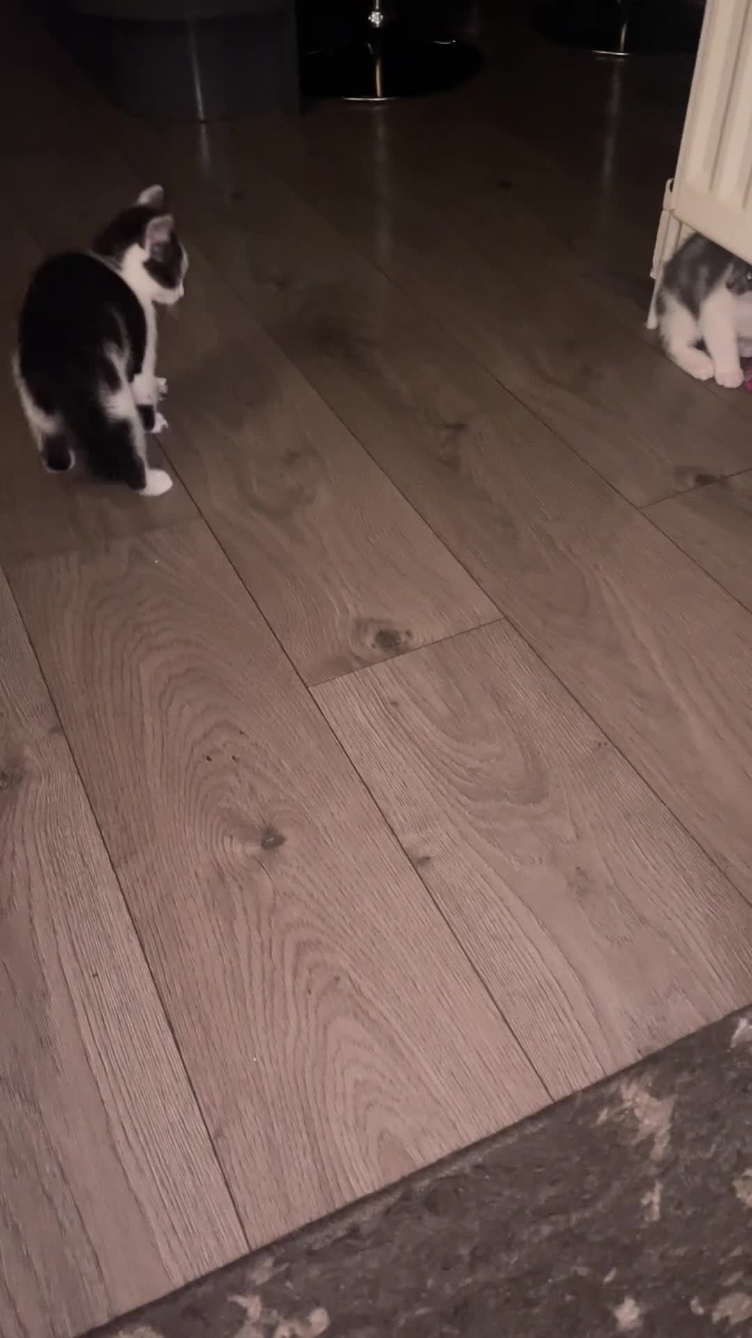 Mixed Breed cats for sale: Kittens half saimess  - Video 1