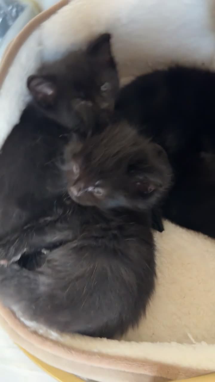 Mixed Breed cats for sale: 5 Beautiful Black Mixed Breed Kittens - Video 5