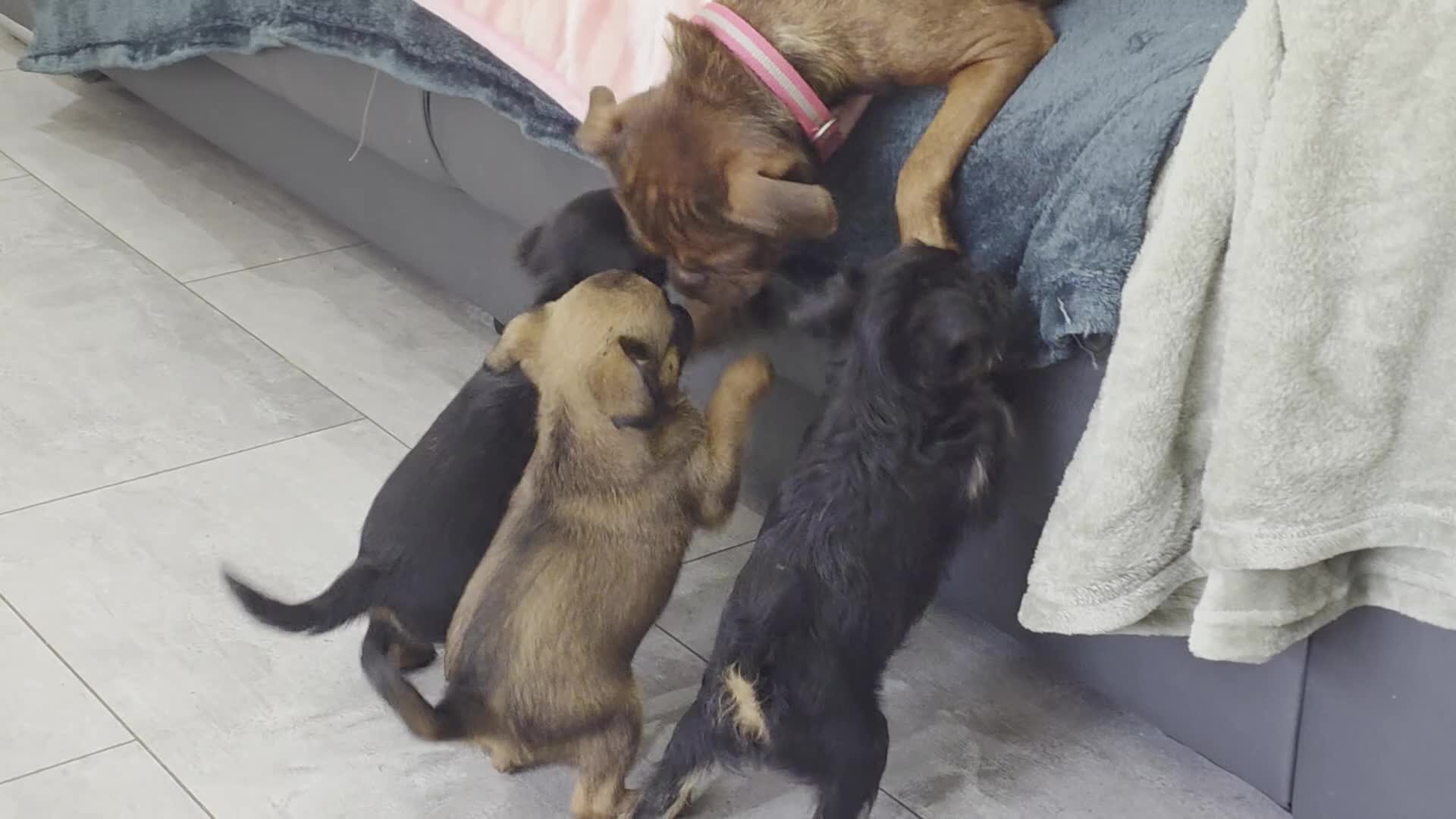 Griffon Bruxellois dogs for sale: Gorgeous griffs - Video 1