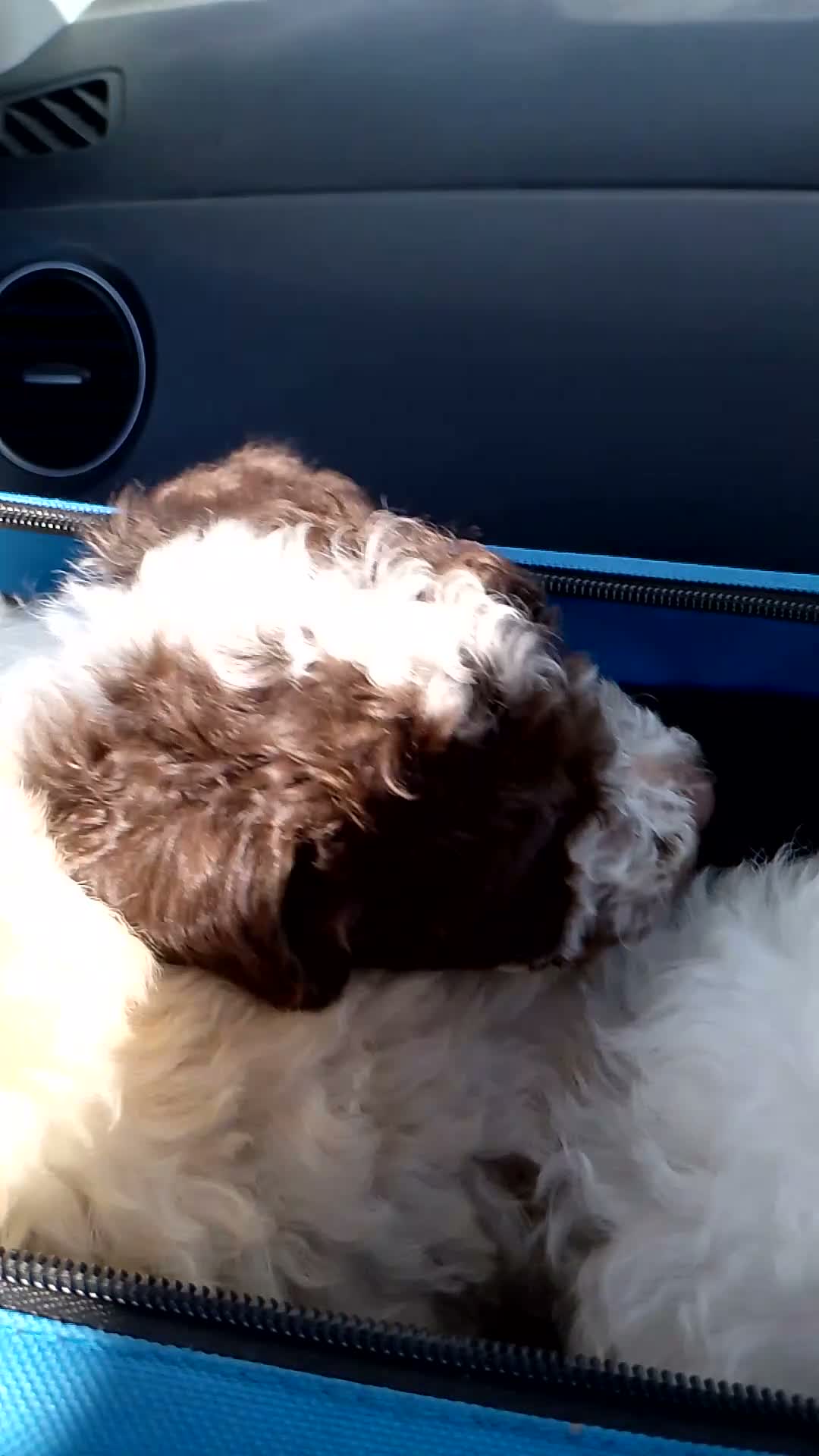 Miniature Poodle dogs for sale: Beautiful little boy in need of a home. - Video 3