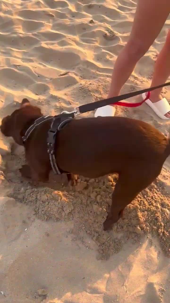 Mixed Breed dogs for sale: Belle LabX - Video 1
