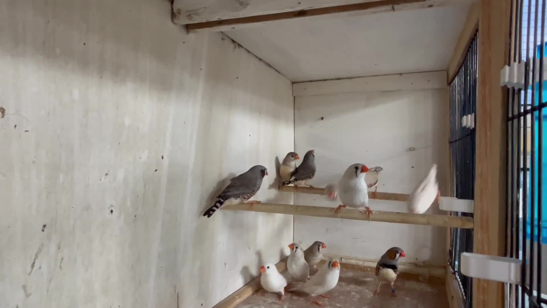 Finches birds for sale: Male and female zebra finches  - Video 2