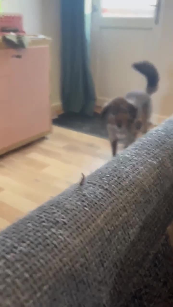 Mixed Breed dogs for adoption: Dara for adoption - Video 1