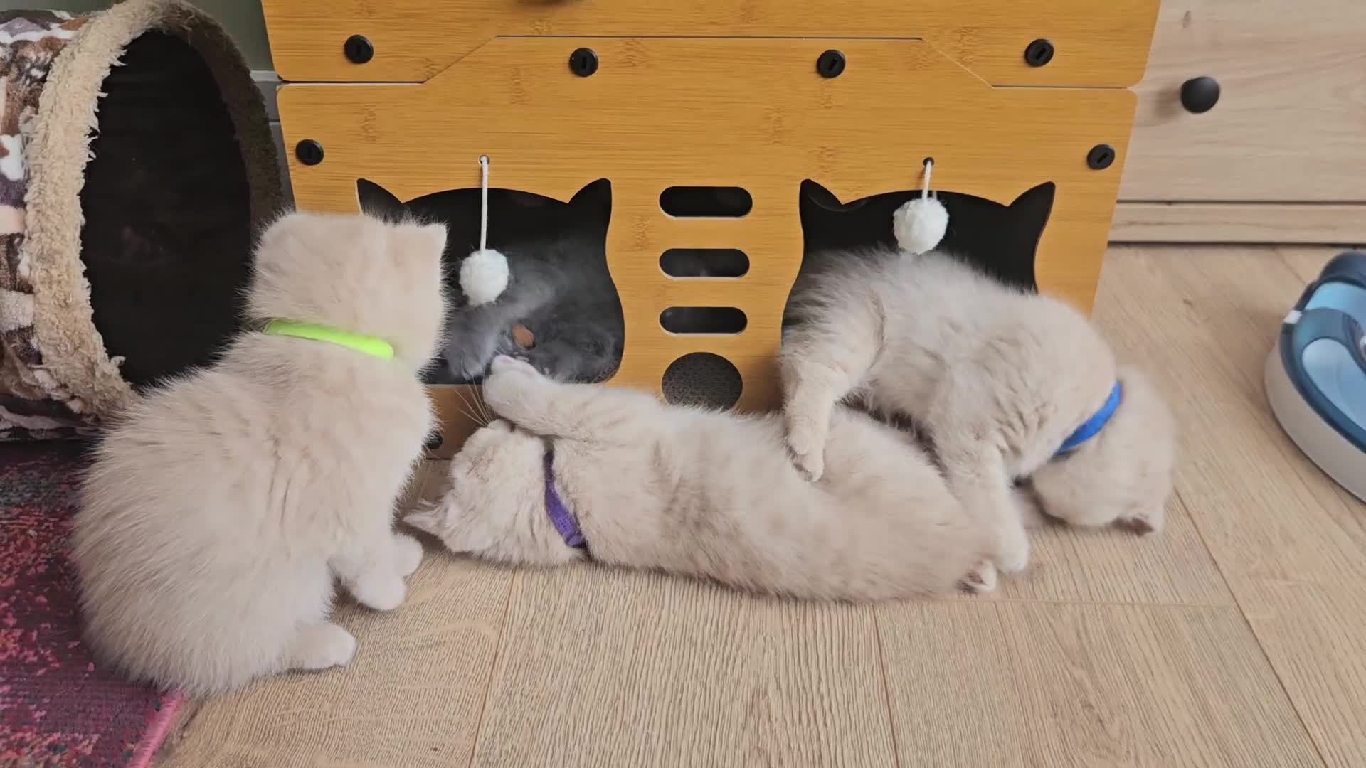 British Shorthair cats for sale: British shorthair kittens , ONLY 1 BOYS LEFT!!! - Video 1