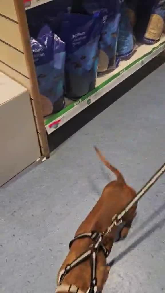 Dachshund dogs for sale: Daisy needs a loving home.  - Video 1
