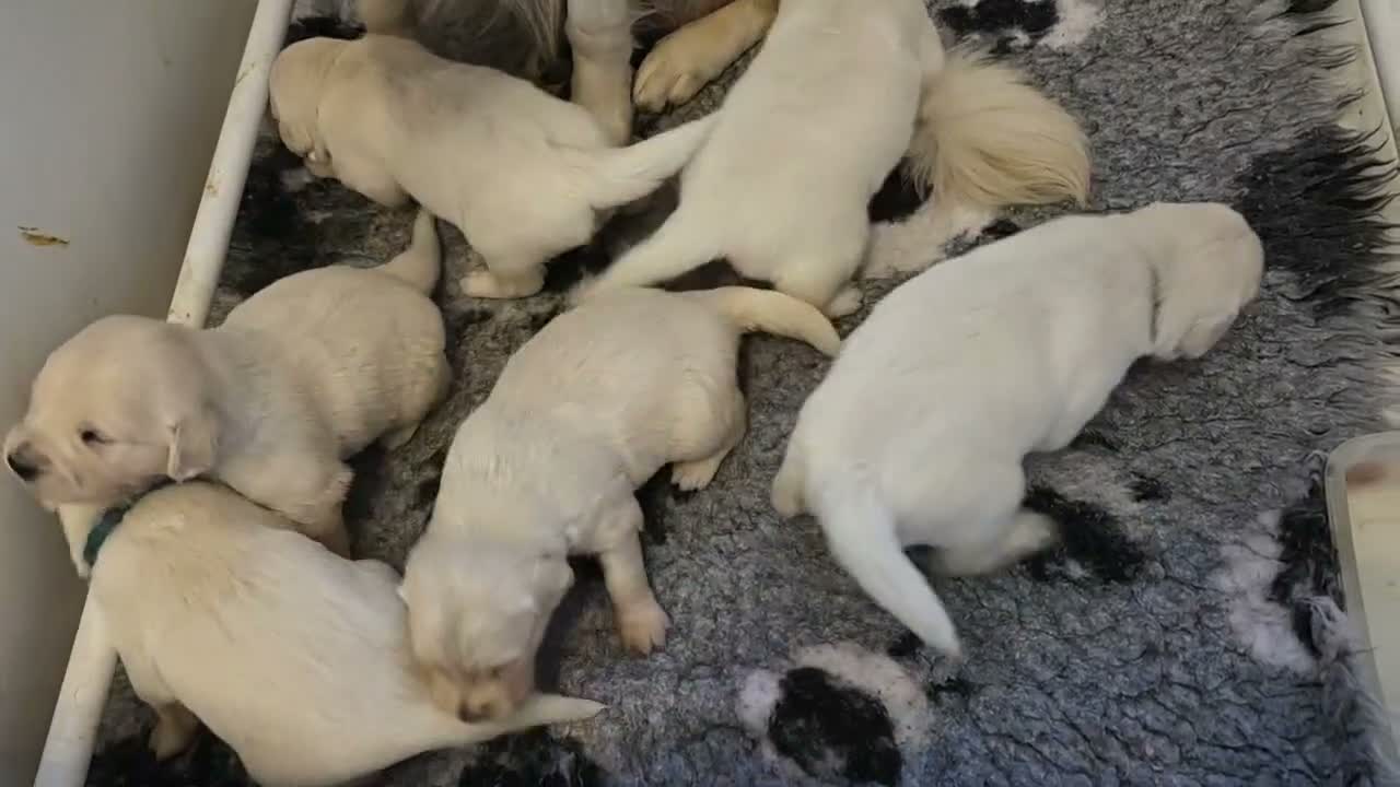 Golden Retriever dogs for sale: Palest cream puppies for sale - Video 1