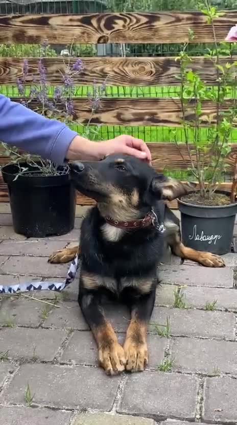 Mixed Breed dogs for adoption: 💙🐶 OLCHIK 🐶💙 - Video 1