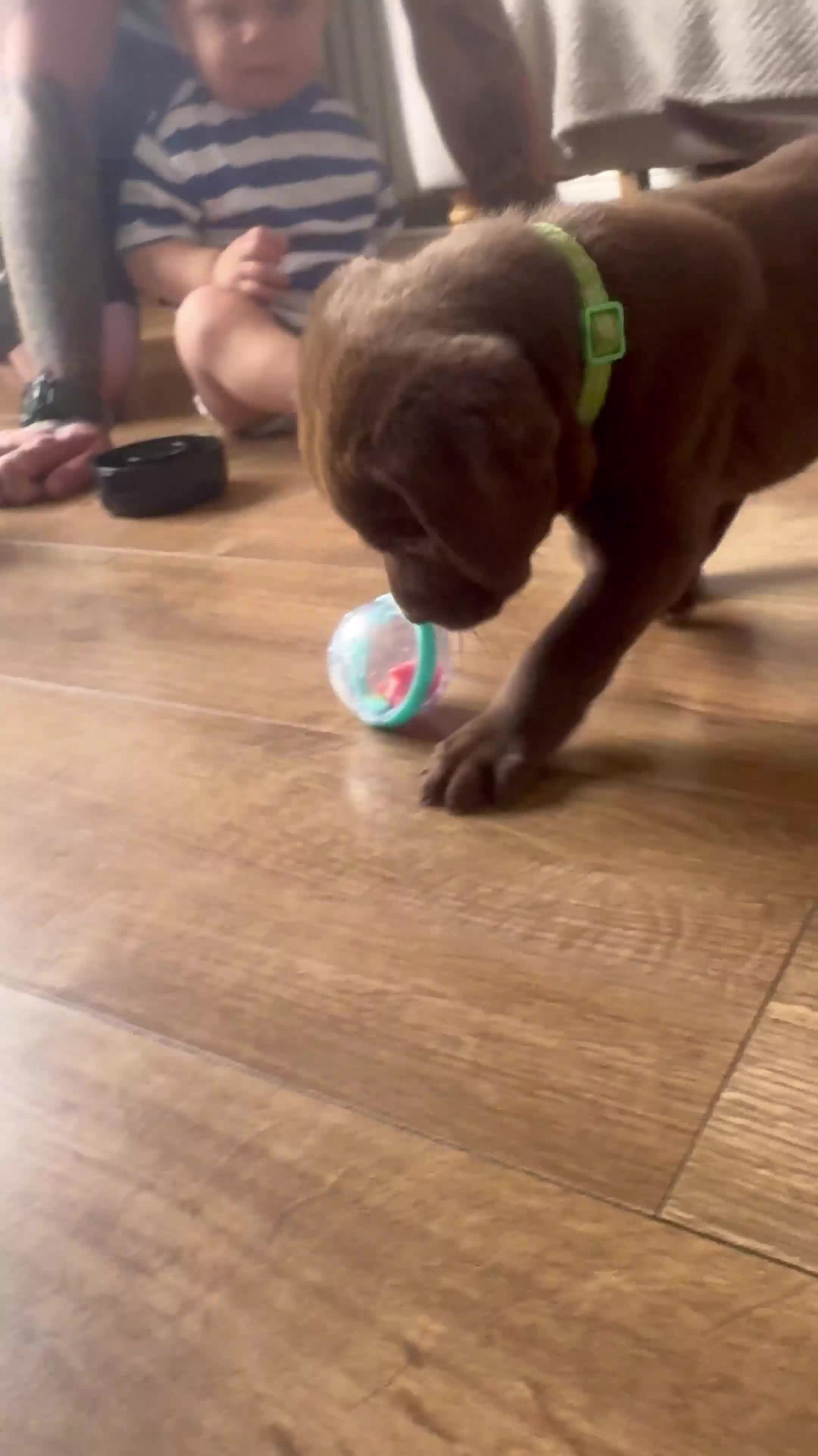 Labrador Retriever dogs for sale: 2 LEFT READY SOON KC CHOCOLATE LABRADOR PUPPIES - Video 1