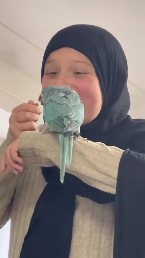 Ringnecks birds for sale: Indian ringneck  in Southampton - Video 1