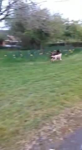 Labradoodle dogs for stud: PROVEN Healthy Labradoodle STUD - Hypoallergenic  - Video 1