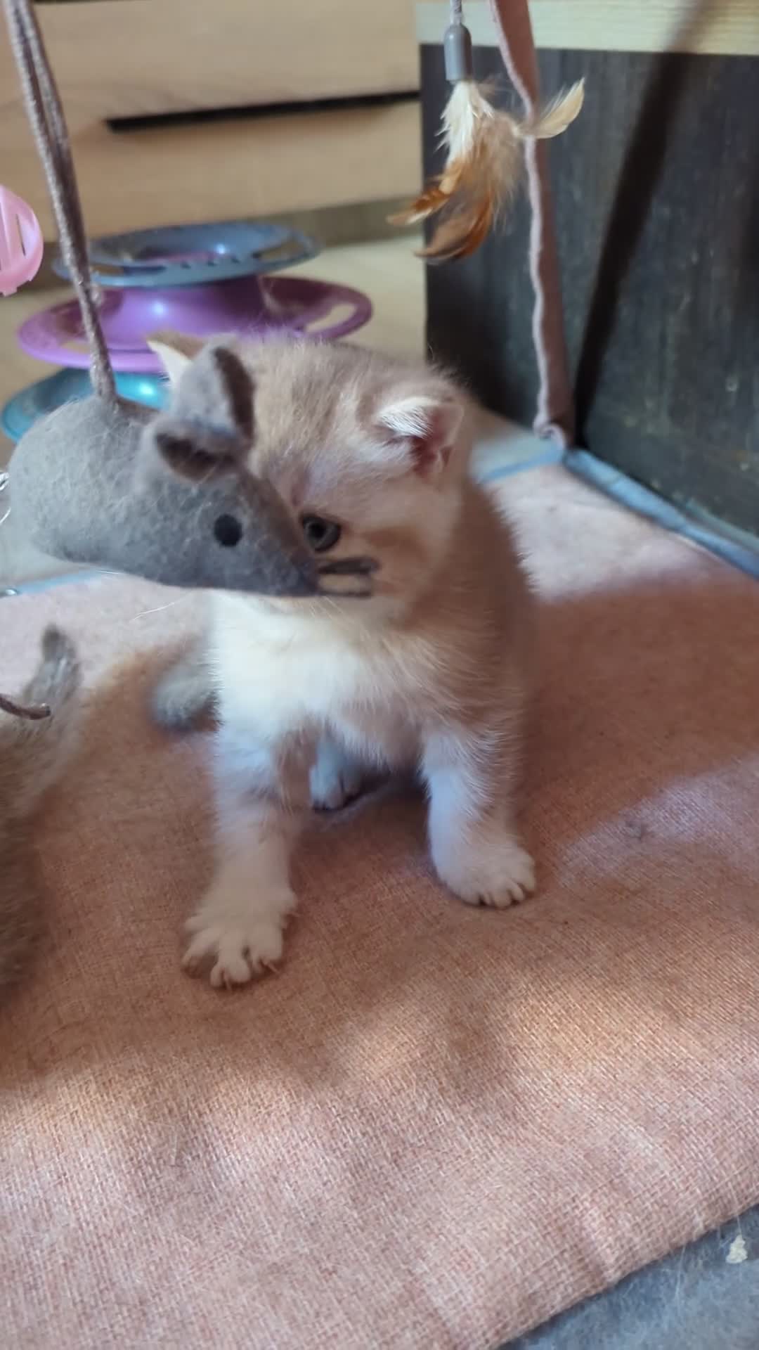 Scottish Fold cats for sale: TICA Registered Scottish kittens  in Peterborough - Video 1