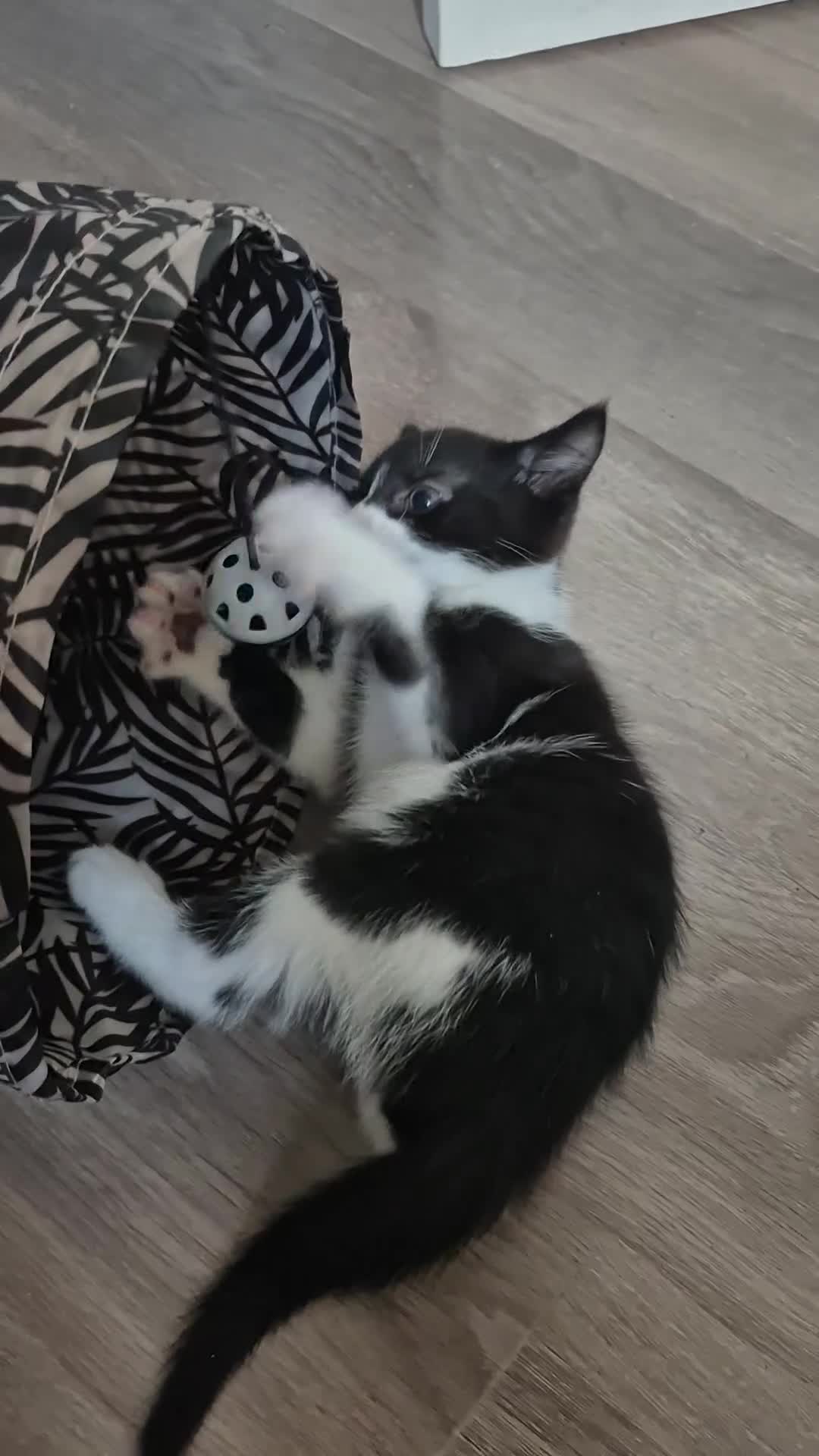 Mixed Breed cats for sale: Beautiful kittens  - Video 2