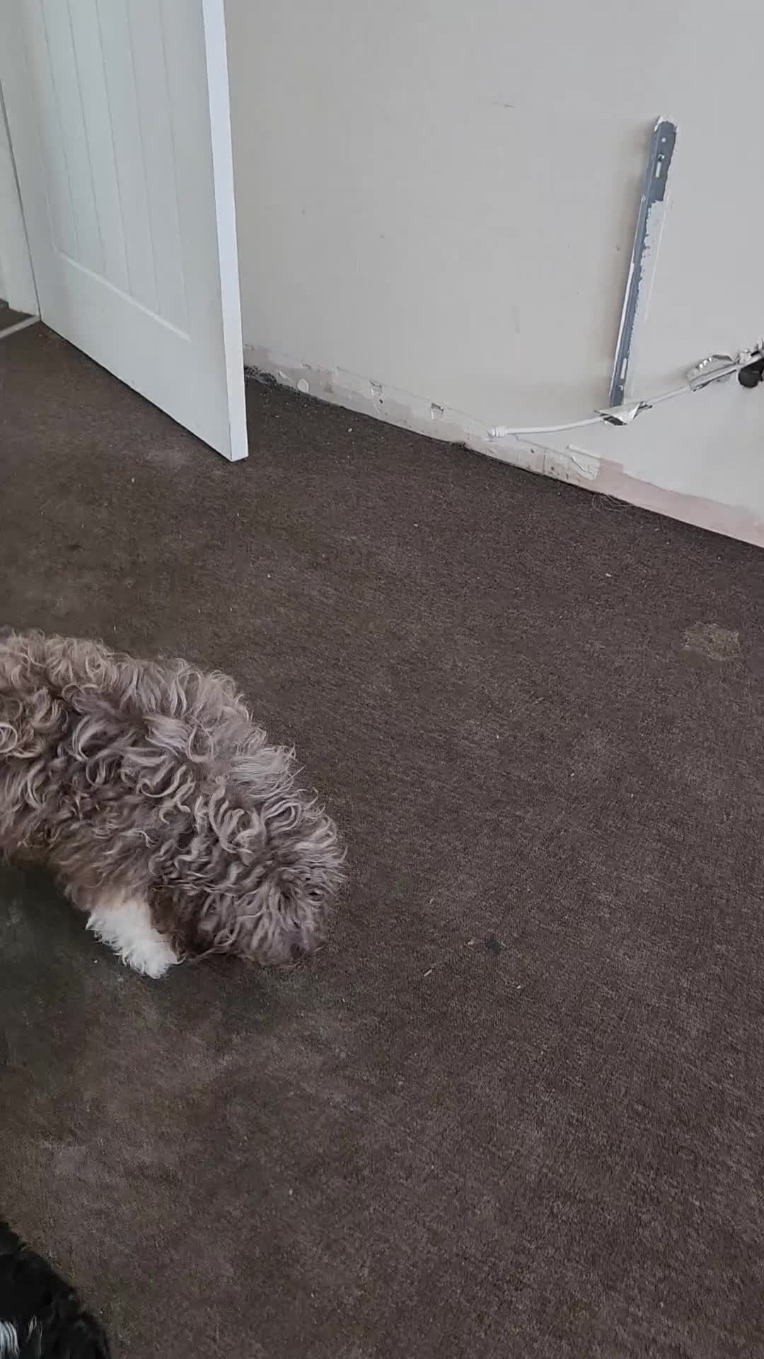 Havanese dogs for sale: Two beautiful girls available - Video 3