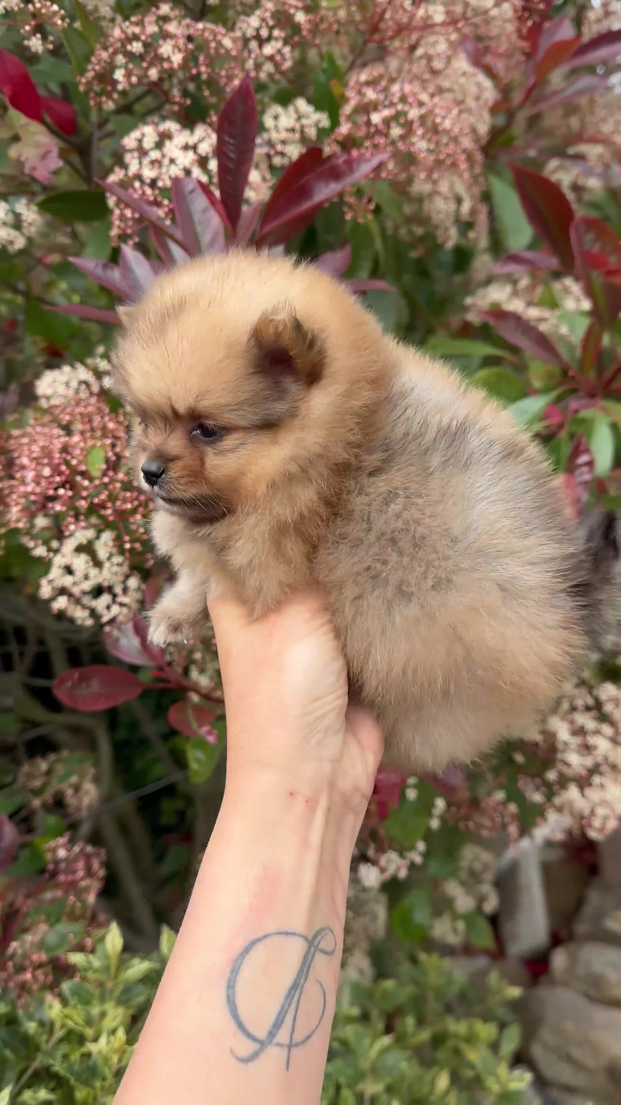 Pomeranian dogs for sale: 💎TeddyBear Pomeranians💎 in Bishop Auckland - Video 2