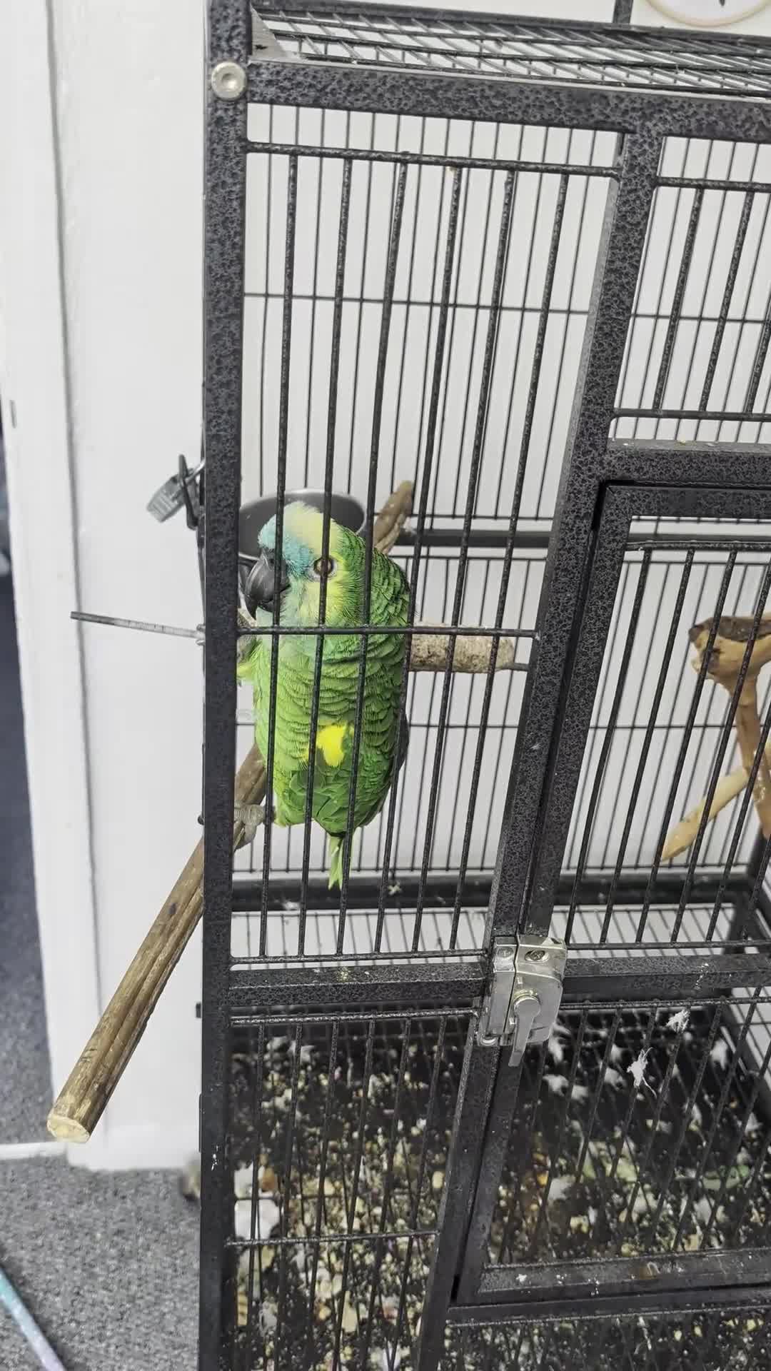 Budgerigars birds for sale: Exceptional Talking Green Parrot 100 Word  Friendl - Video 1