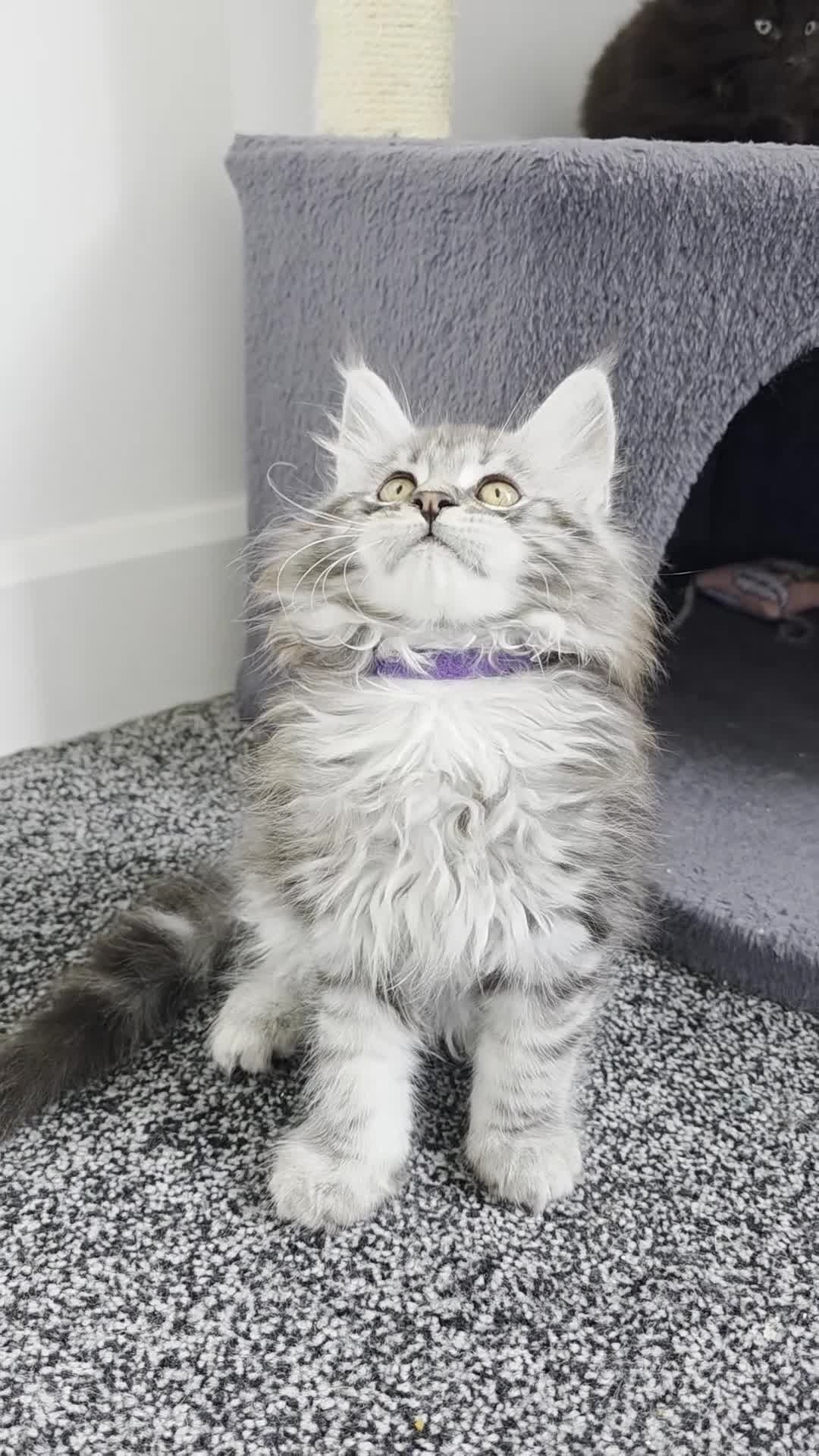 Maine Coon cats for sale: Maine coon pedigree kittens  - Video 1