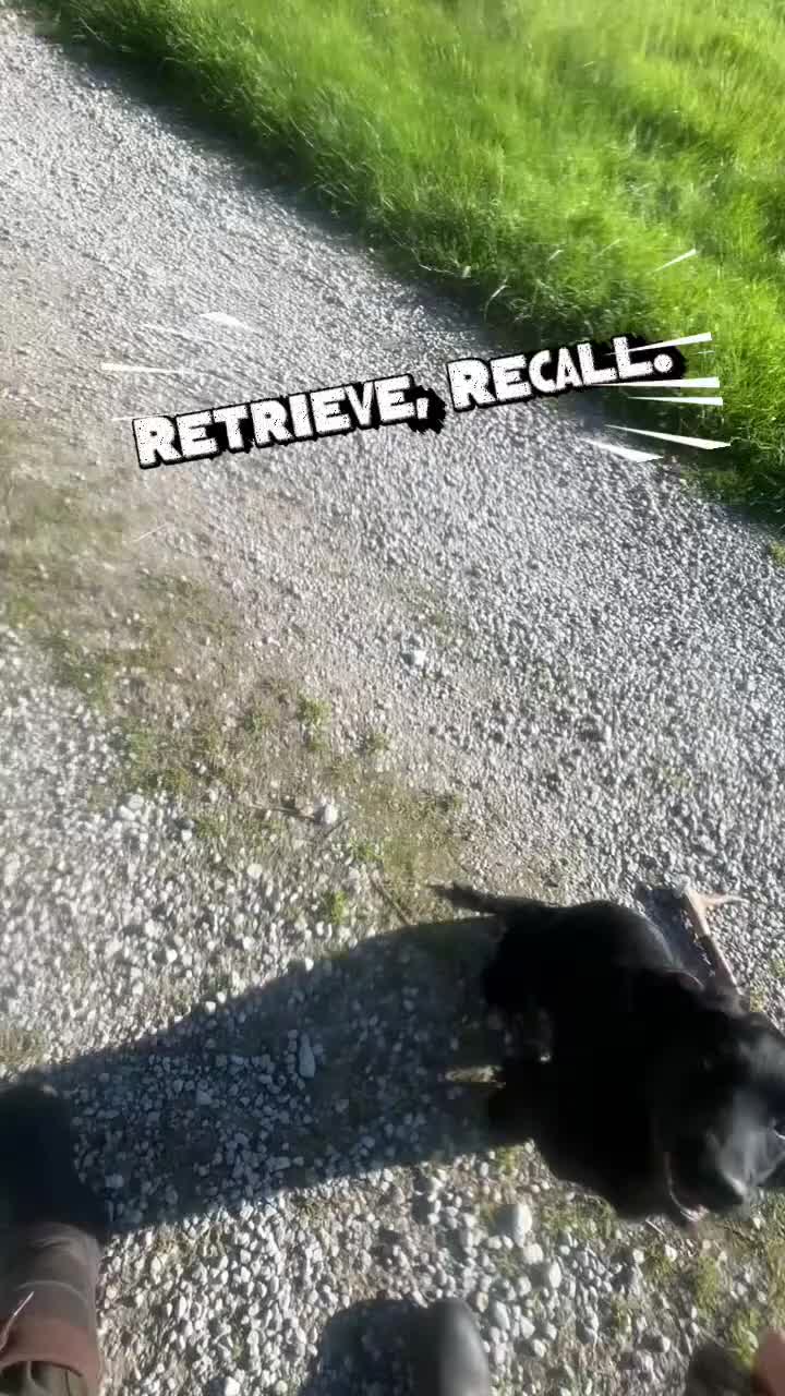 Cocker Spaniel dogs for sale: Cocker spaniel part trained for sale.  - Video 3