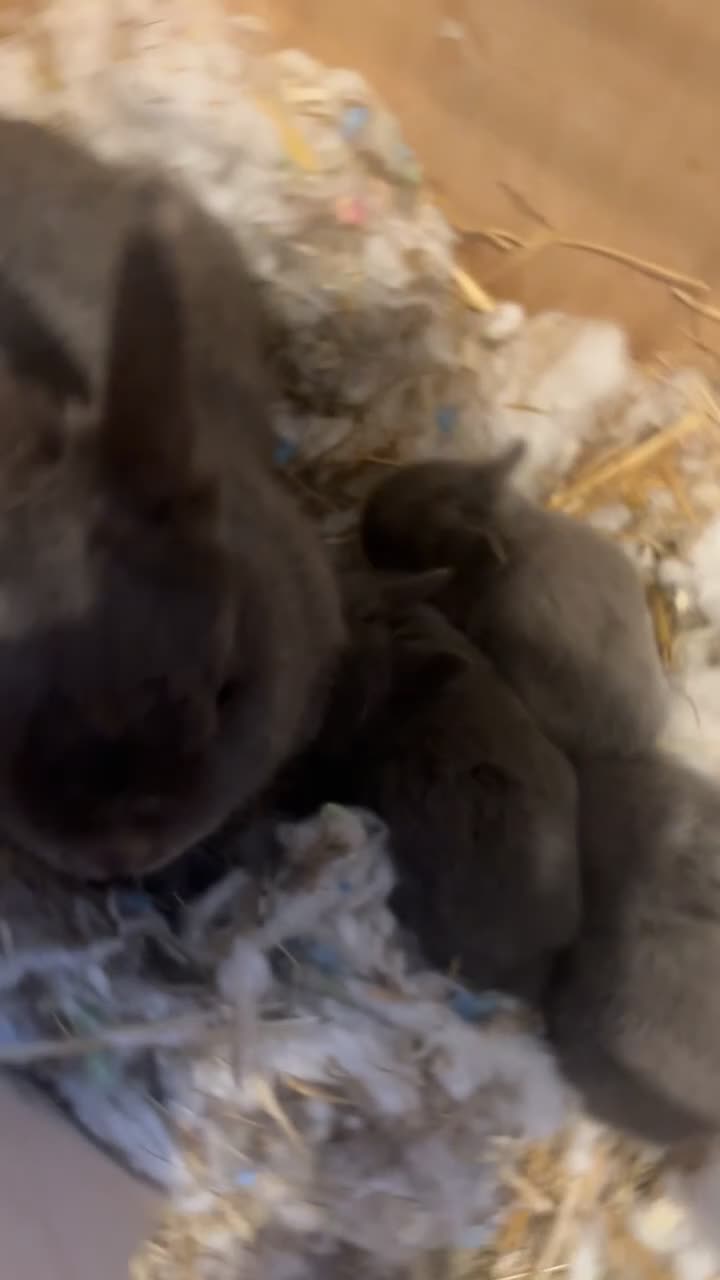 Netherland Dwarf rabbits for sale:  Gorgeous Pure bred netherland dwarf rabbits - Video 4