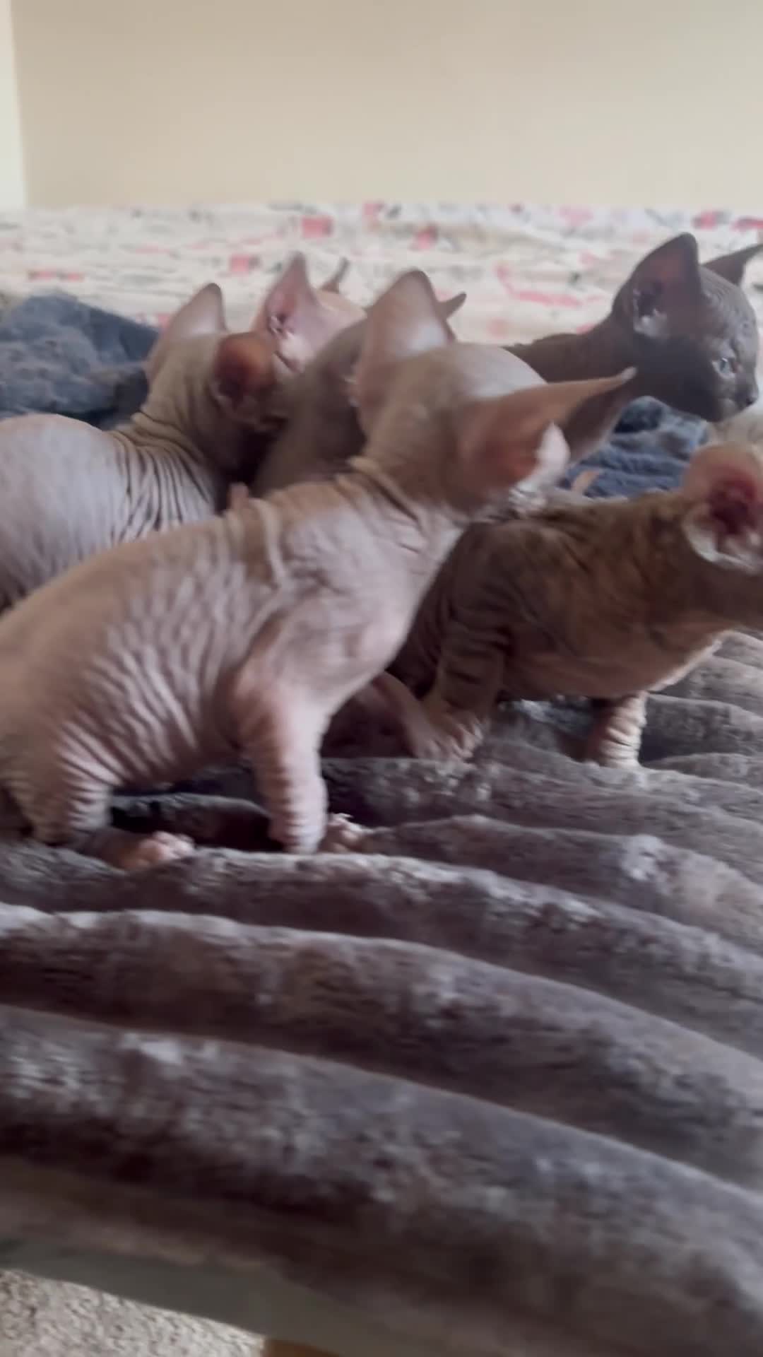 Sphynx cats for sale: Sphynx Kittens - Video 2