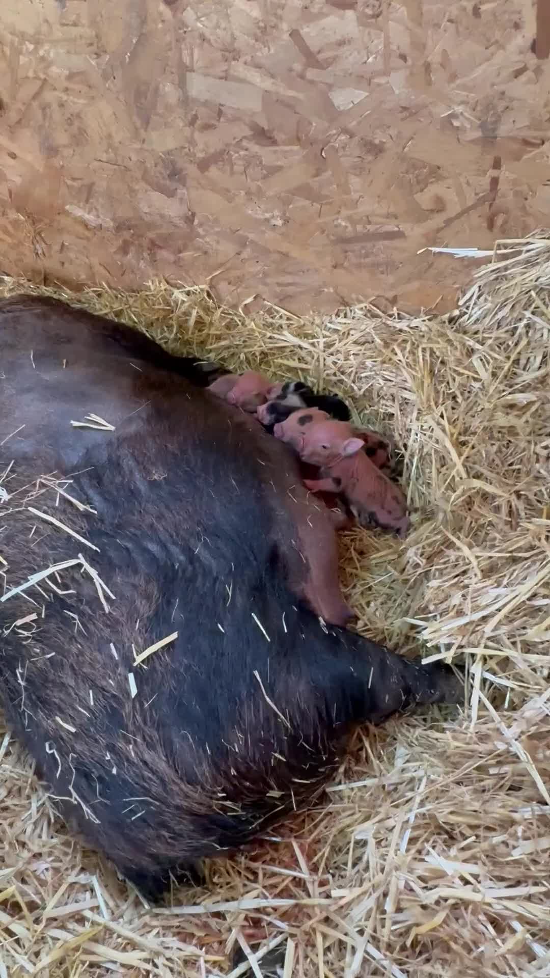 Pig livestock for sale: Miniature piglets-sandy & black/black spot - Video 1