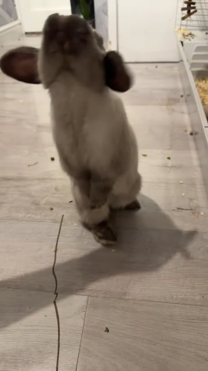 Mini Lop rabbits for sale: Need a new loving home  - Video 1