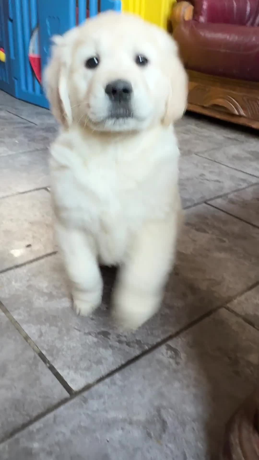 Golden Retriever dogs for sale: Seriously chunky & Fluffy babies - Video 1