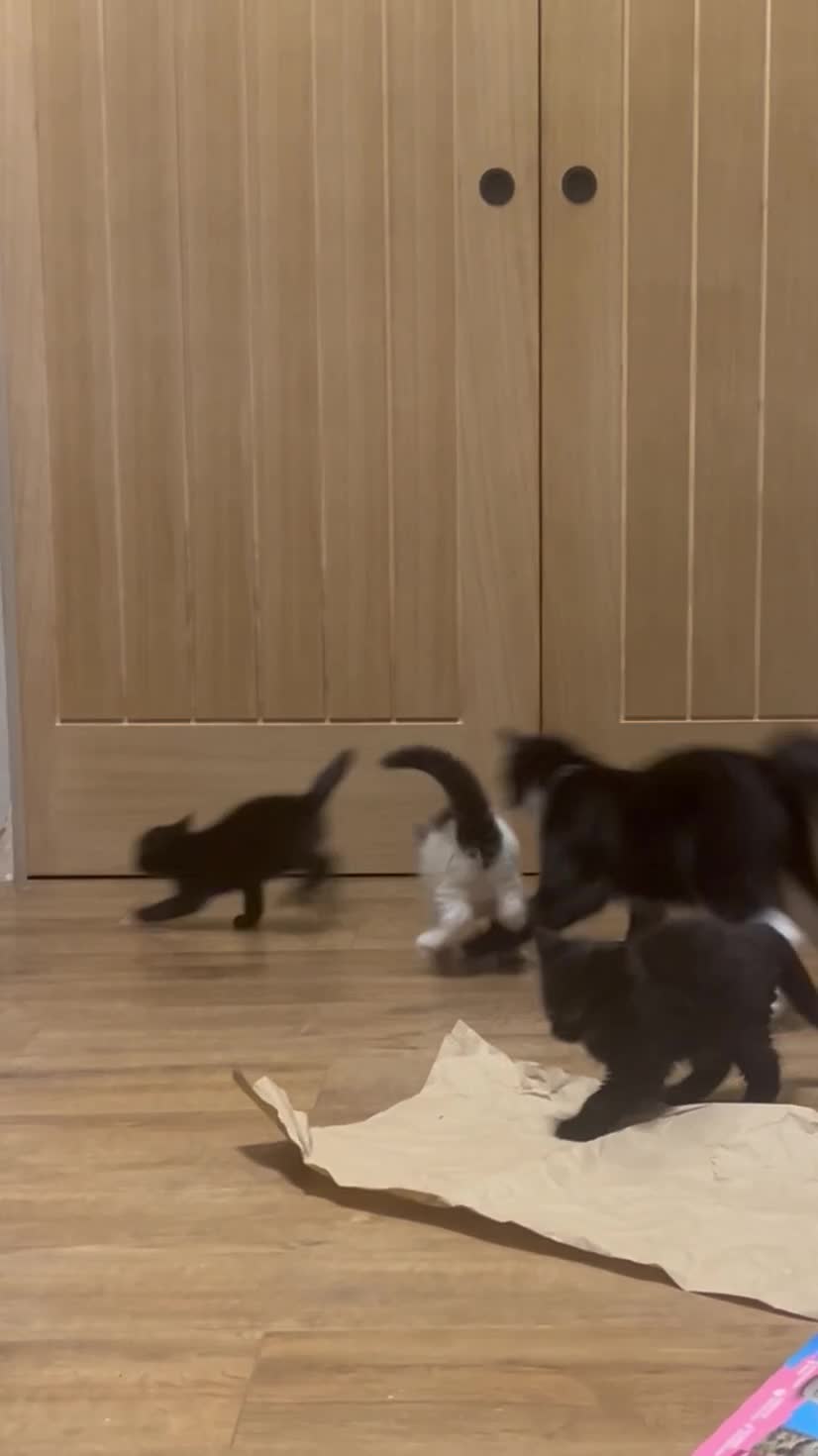 Domestic Shorthair cats for sale: 2 Gorgeous black kittens!!  - Video 2