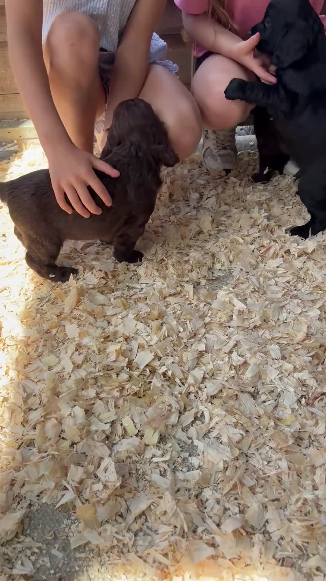 Cocker Spaniel dogs for sale: Cocker Spaniel pups  in Seaham - Video 1