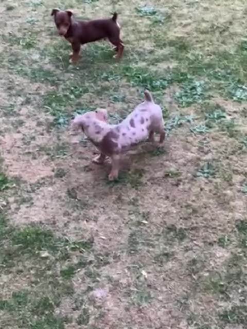 Jack Russell dogs for sale: Jack Russell (Rocky) - Video 1