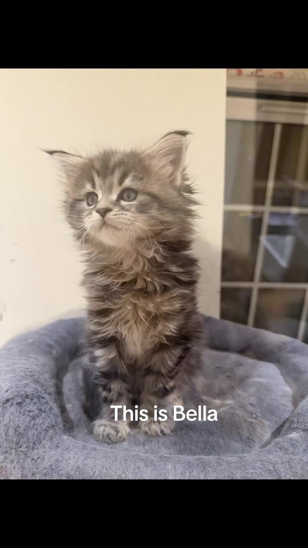 Maine Coon cats for sale: 1 left Purebred Maine Coon Kittens - TICA 🐾 - Video 3