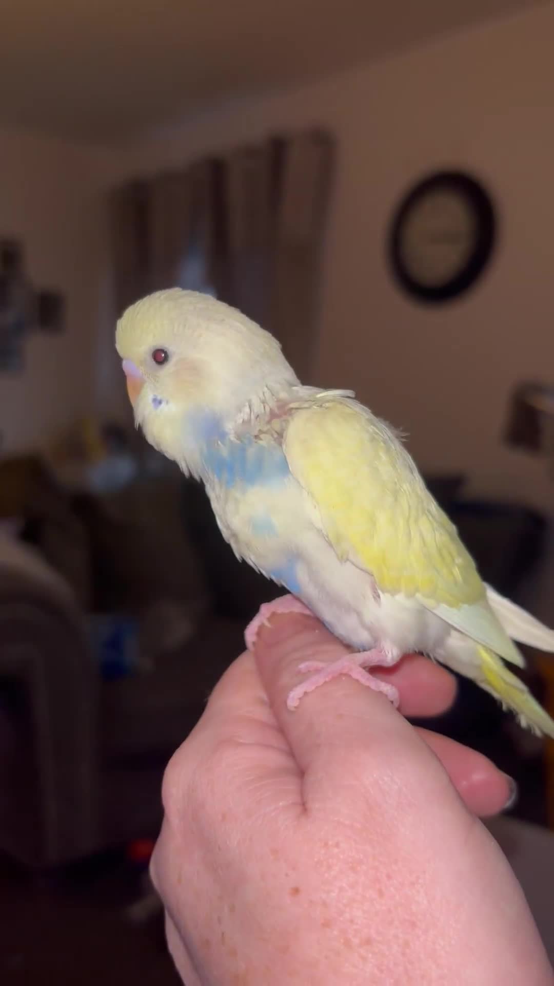 Budgerigars birds for sale: Hand reared baby budgies - Video 1