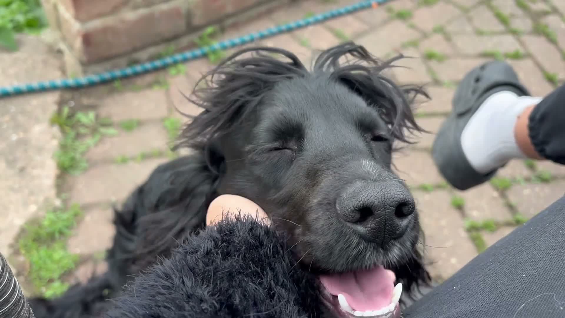 Cocker Spaniel dogs for sale: Loving 1-Year-Old Cocker Spaniel - Meet Snoopy! - Video 1