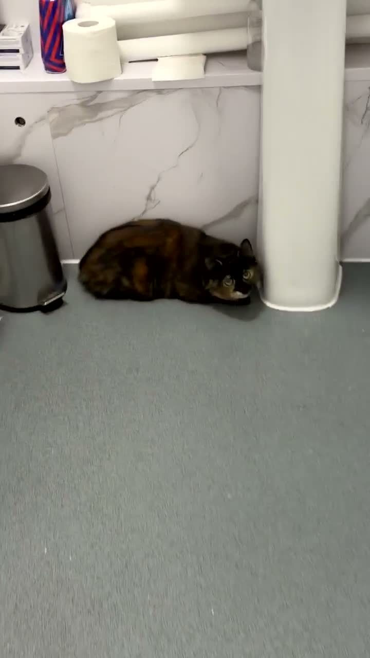 Mixed Breed cats for sale: 3 cats for sale  - Video 1