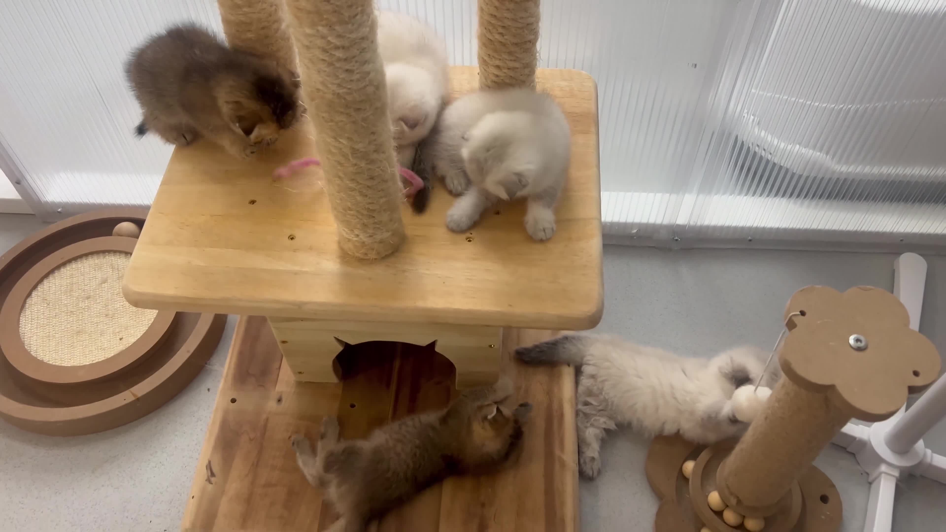 Scottish Fold cats for sale: Pedigree Scottish Fold & Straight kittens  - Video 1