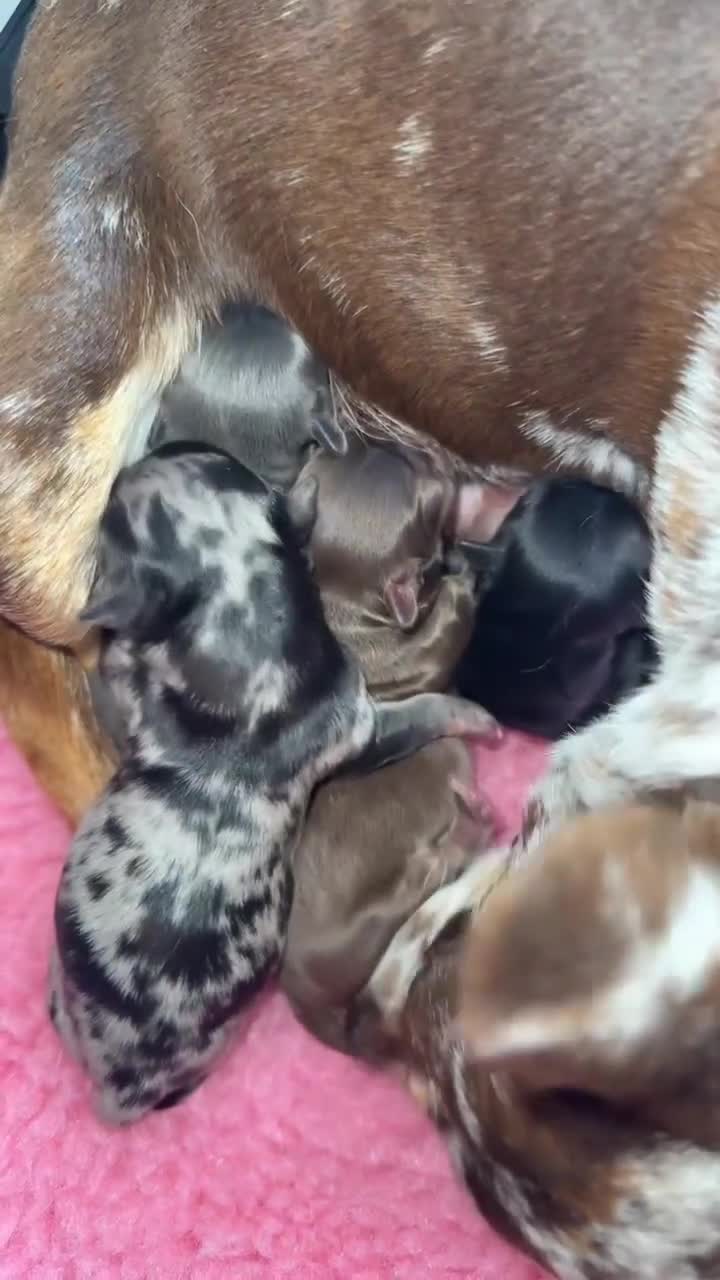 Chihuahua dogs for sale: 🖤 Exquisite litter of chihuahua puppies 🖤 - Video 1