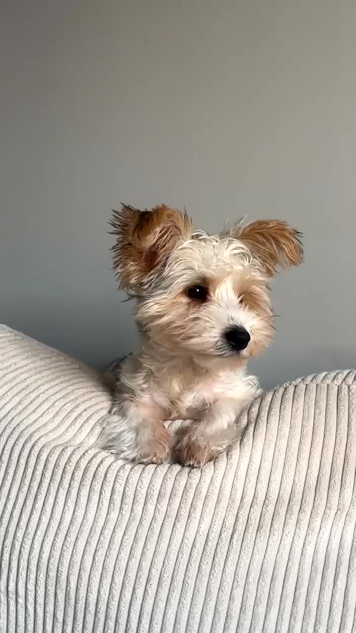 Biewer Terrier dogs for sale: Biewer terrier puppy  - Video 3