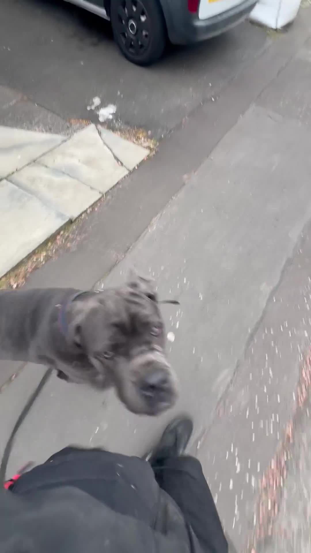 Cane Corso dogs for sale: Big manni the cane Corso available for rehome in Kilmarnock - Video 5