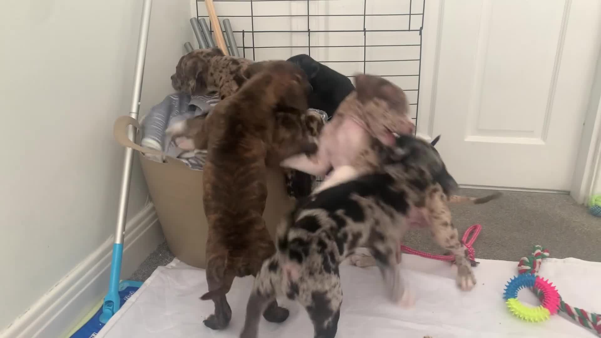 Mixed Breed dogs for sale: American Staffordshire Terrier Cross Puppies - Video 1