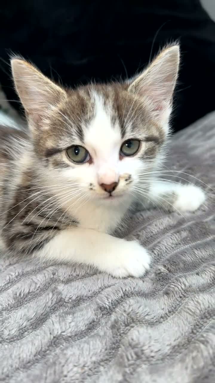 Mixed Breed cats for sale: 3 kittens for sale  - Video 2